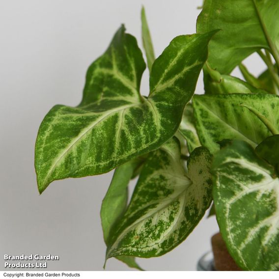 Syngonium 'Arrow' in Glass with Light Up Base