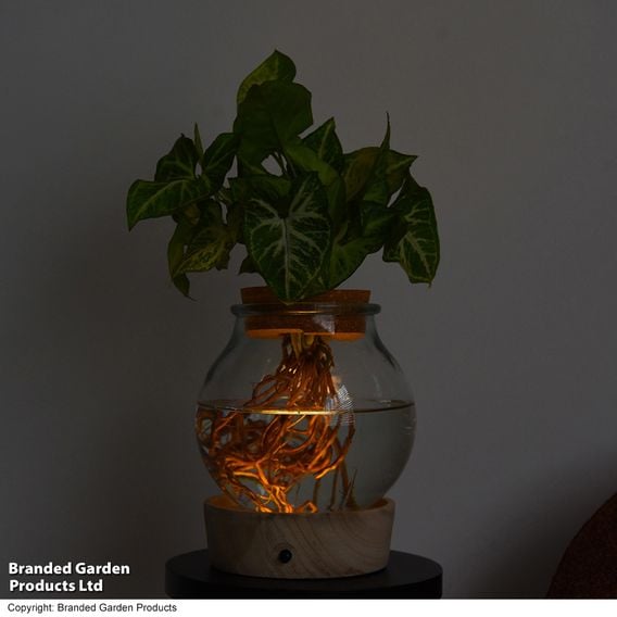 Syngonium 'Arrow' in Glass with Light Up Base