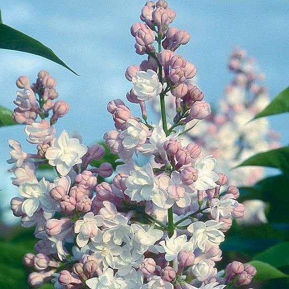 Lilac 'Beauty of Moscow'
