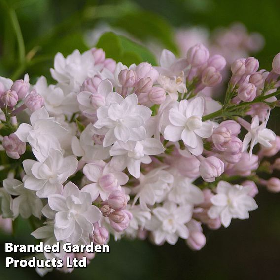 Lilac 'Beauty of Moscow'