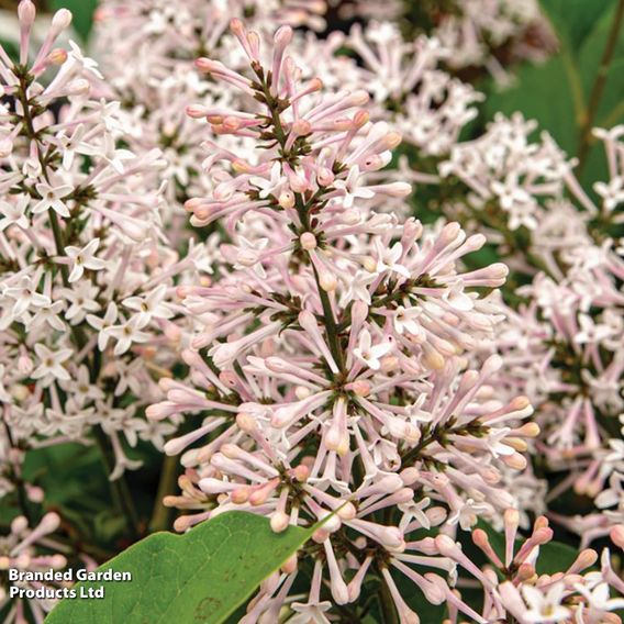Syringa patens 'Dream Cloud'