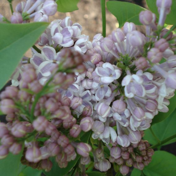 Lilac 'Lila Wonder' (PBR)