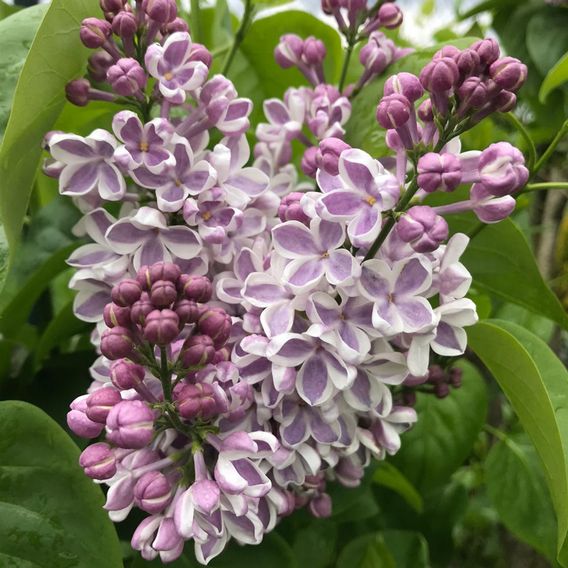 Lilac 'Lila Wonder' (PBR)