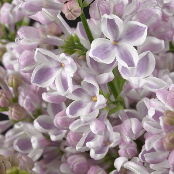 Lilac 'Lila Wonder' (PBR)