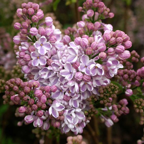 Lilac 'Lila Wonder' (PBR)