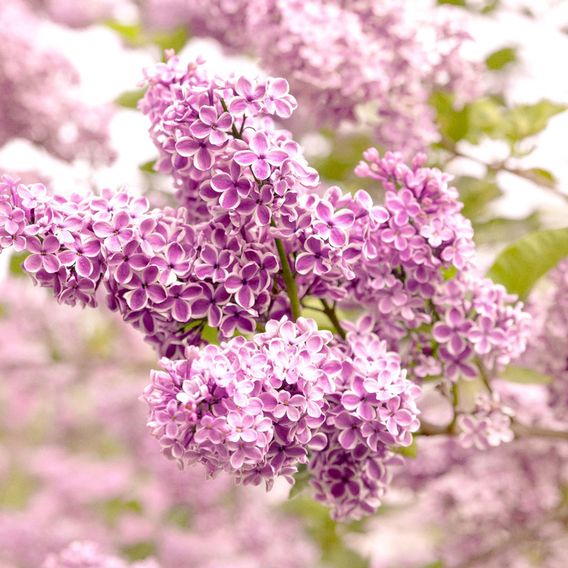 Lilac 'Lila Wonder' (PBR)