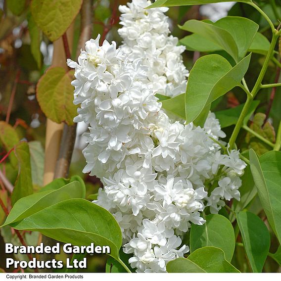 Lilac 'Madame Lemoine'