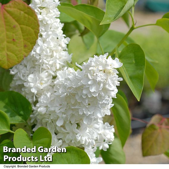 Lilac 'Madame Lemoine'
