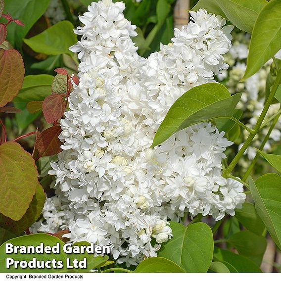 Lilac 'Madame Lemoine'