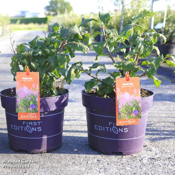 Lilac 'Pinktini'