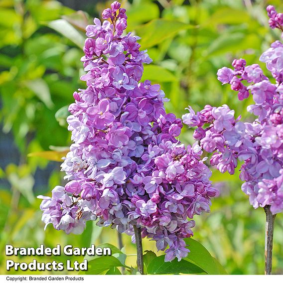 Lilac 'Prince Wolkonsky'