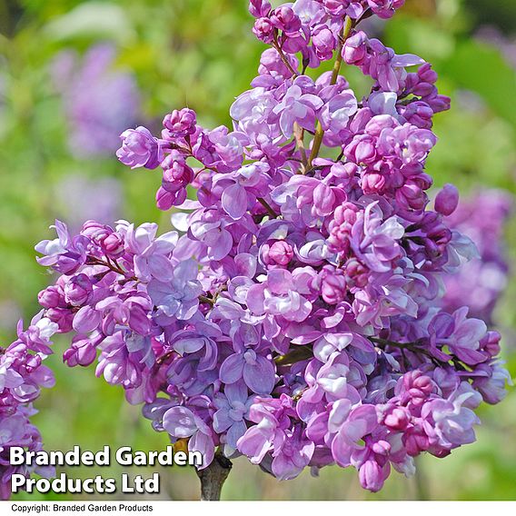 Lilac 'Prince Wolkonsky'