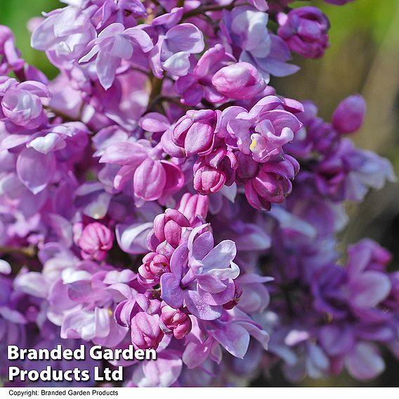 Lilac 'Prince Wolkonsky'