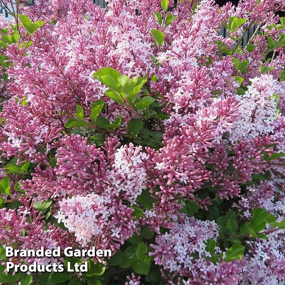 Lilac 'Superba'