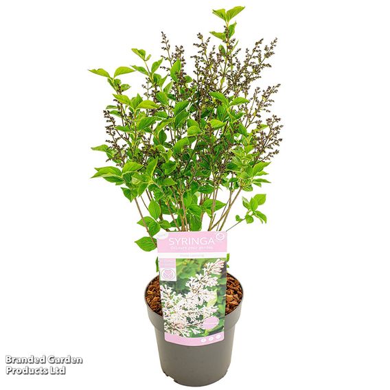 Syringa patens 'Violet Uprising'