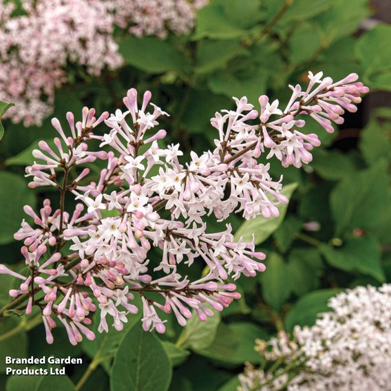 Syringa patens 'Violet Uprising'