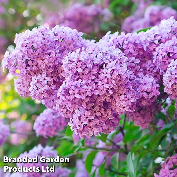 Common Lilac (Hedging)