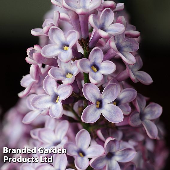Common Lilac (Hedging)
