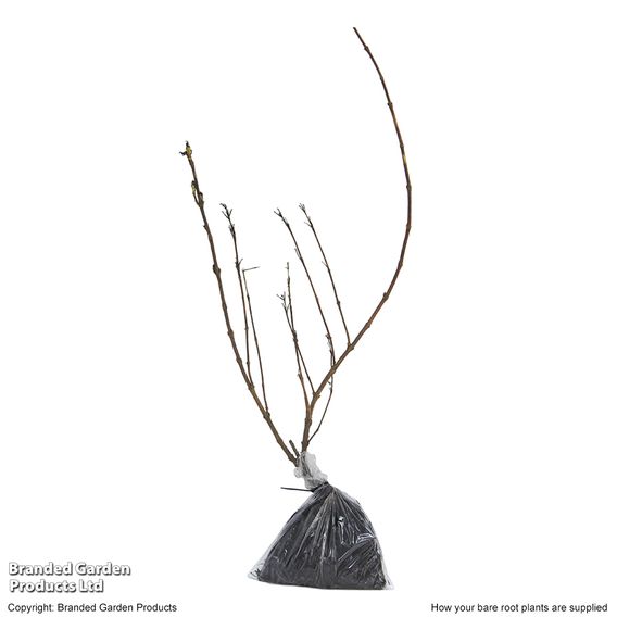 Common Lilac (Hedging)