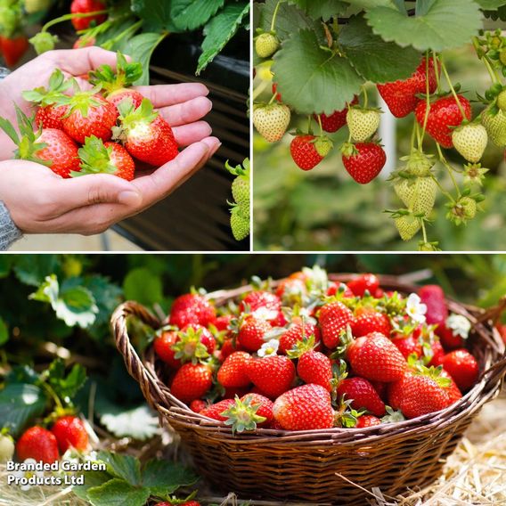 Strawberry Trio