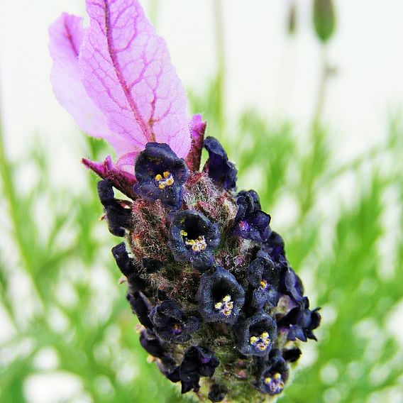 Lavender 'Fathead'