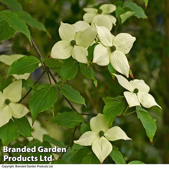 Cornus kousa var. chinensis 'China Girl'
