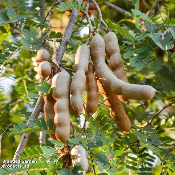 Tamarindus indica