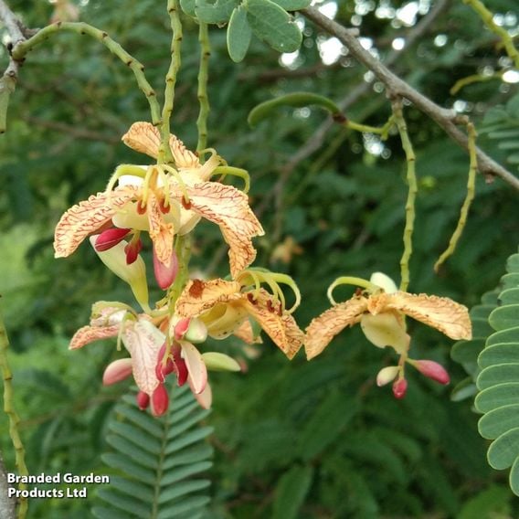 Tamarindus indica