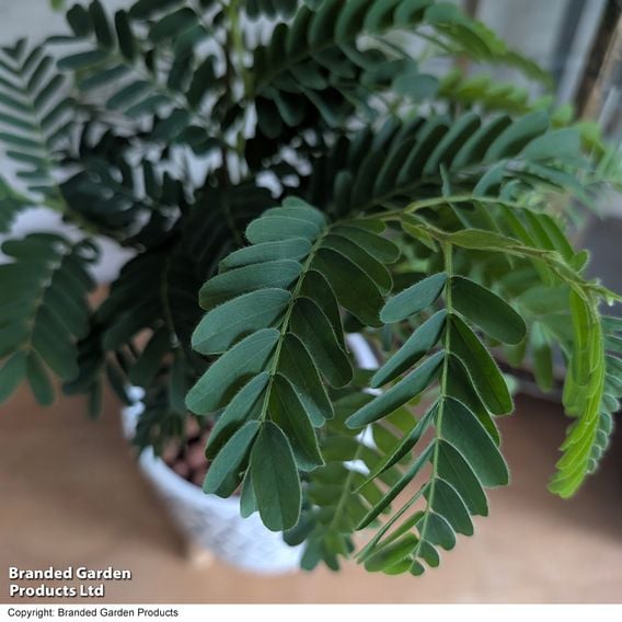 Tamarindus indica