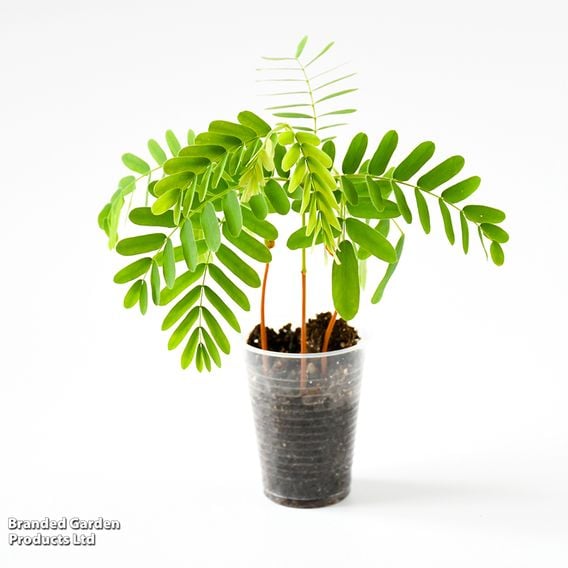 Tamarindus indica