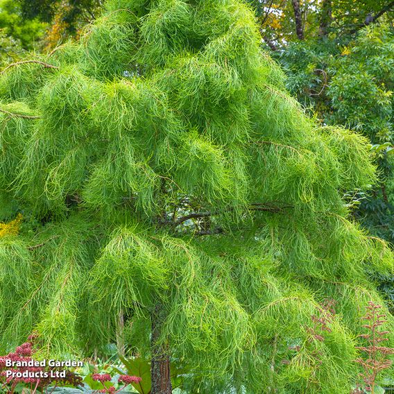 Taxodium distichum 'Nutans'
