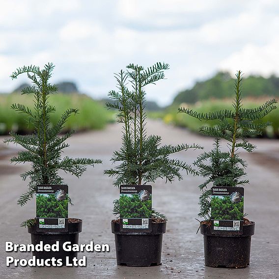 Taxus baccata 'Dovastoniana'