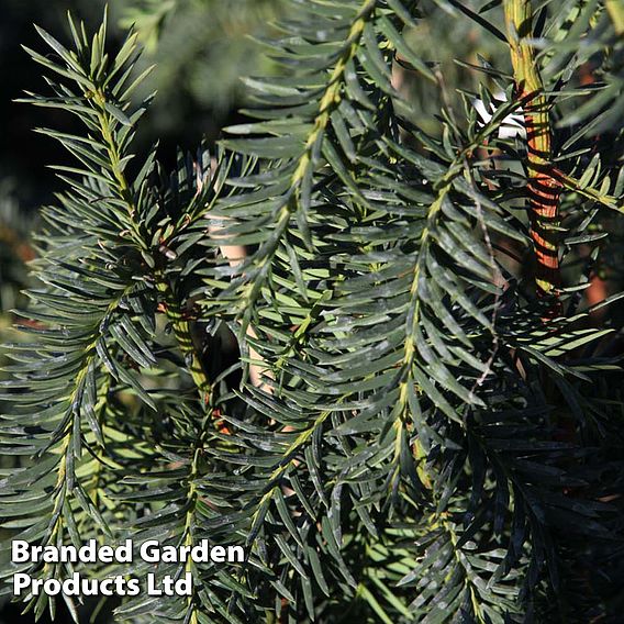 Taxus baccata 'Dovastoniana'