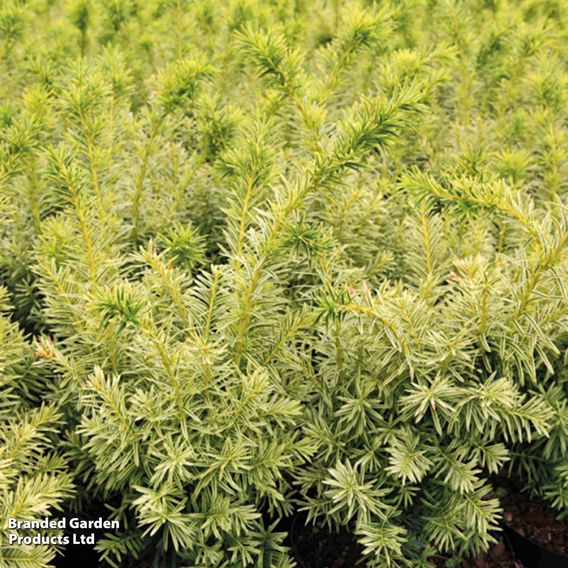 Taxus cuspidata 'Dwarf Bright Gold'