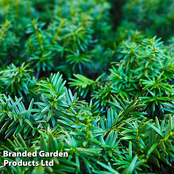 Taxus media 'Groenland'
