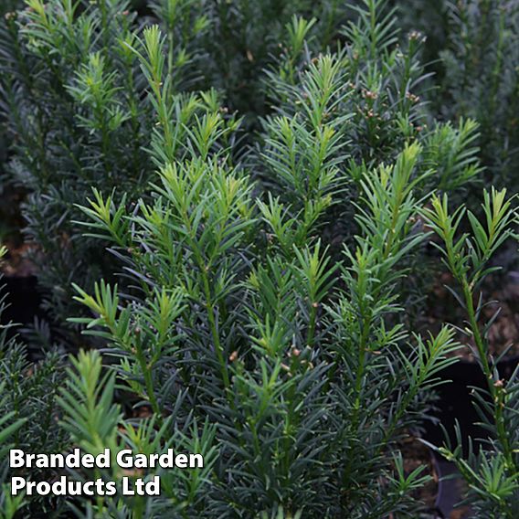 Taxus media 'Groenland'