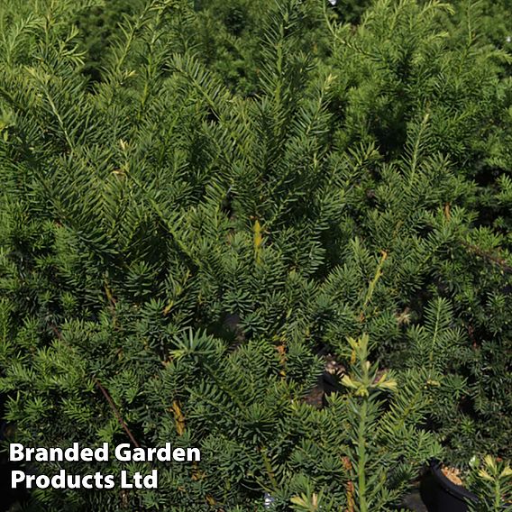 Taxus x media 'Hicksii'