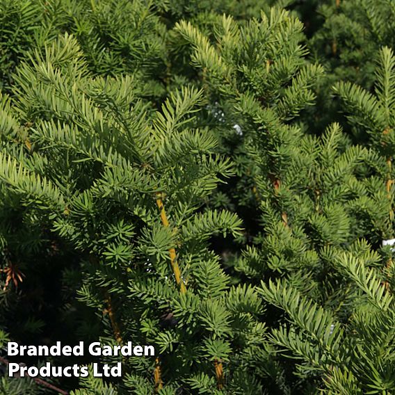 Taxus x media 'Hicksii'