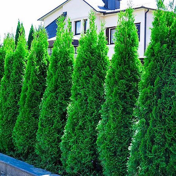 Thuja occidentalis 'Smaragd' (Hedging)