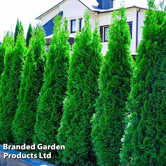 Thuja occidentalis 'Smaragd' (Hedging)
