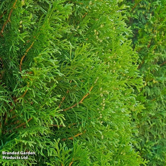 Thuja plicata 'Atrovirens'
