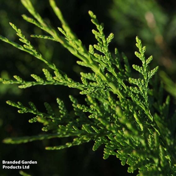Thuja plicata 'Atrovirens'