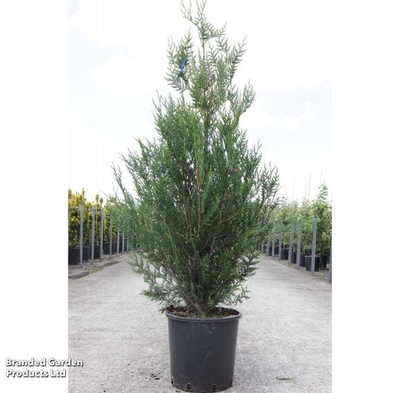 Thuja plicata 'Atrovirens'
