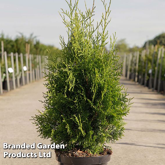 Thuja occidentalis 'King Of Brabant'