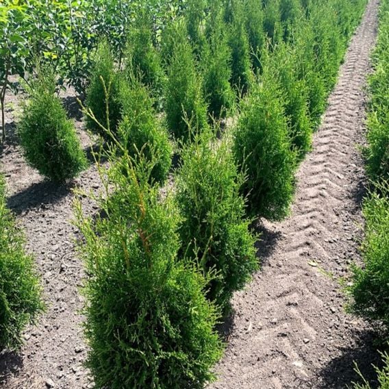 Thuja occidentalis 'King Of Brabant'