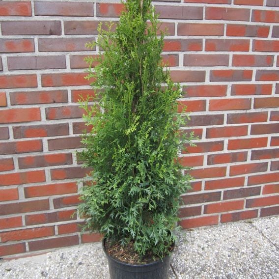 Thuja occidentalis 'King Of Brabant'