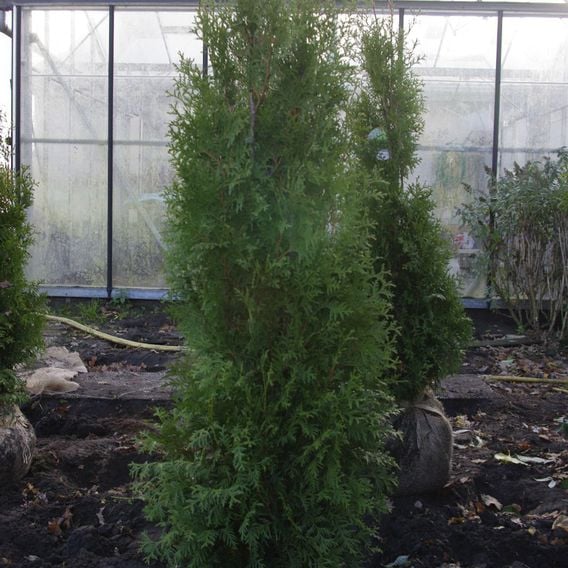 Thuja occidentalis 'King Of Brabant'