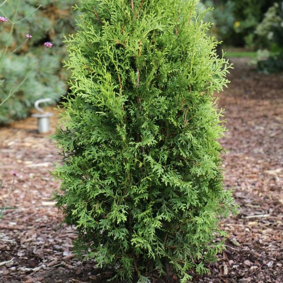 Thuja occidentalis 'King Of Brabant'