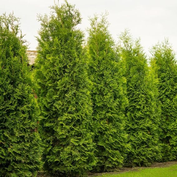Thuja occidentalis 'King Of Brabant'