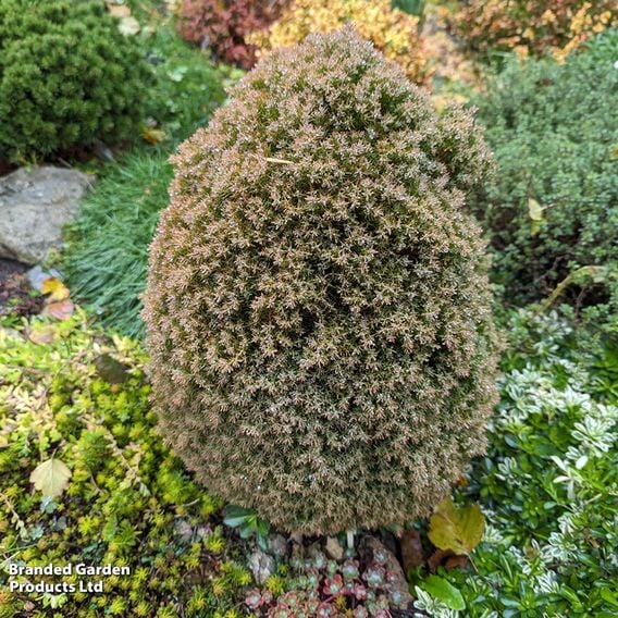 Thuja occidentalis 'Anniek'